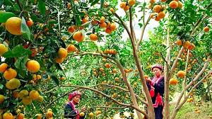 “Hàm Yên” for orange